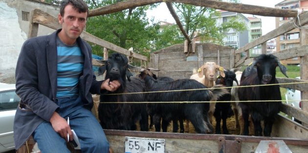 BAFRA’DA KURBAN TAŞIMA MANZARALARI