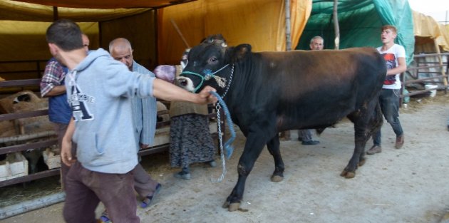 Bafra’da Kurbanlık Satışları Başladı
