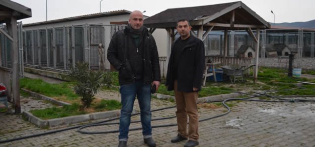 Bafra'da Zehirlenen Sokak Hayvanları