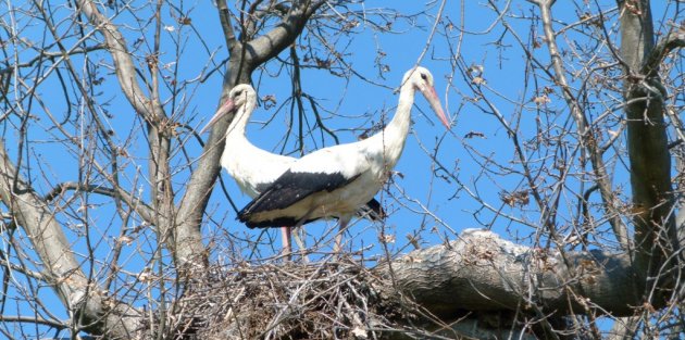 BAHARIN MÜJDESİ LEYLEKLER GELDİ
