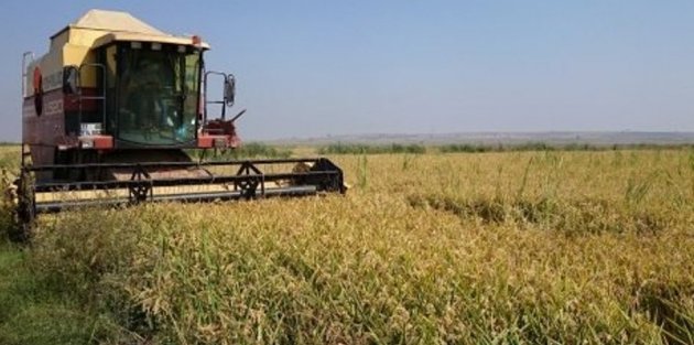 Biçerdöverle Çeltik Hasadı Devam Ediyor