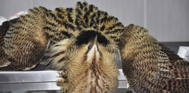 BİLİNÇSİZ AVCILAR KUŞLARA ZARAR VERİYOR