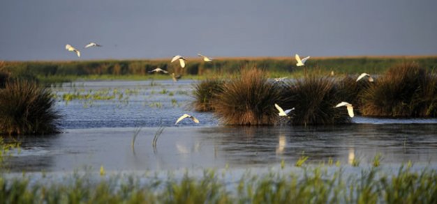 Biyolojik zenginlik alanı: Kızılırmak Deltası