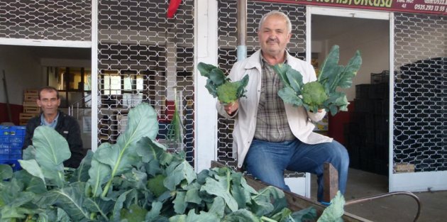 BROKOLİ BAFRA’DA ÜRETİLİYOR, TÜRKİYE GENELİNDE TÜKETİLİYOR
