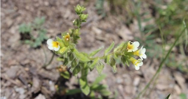 Bu Bitkiden Dünyada Sadece 111 