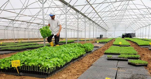 BÜYÜKŞEHİRDEN SEBZE ÜRETİCİLERİNE BÜYÜK DESTEK