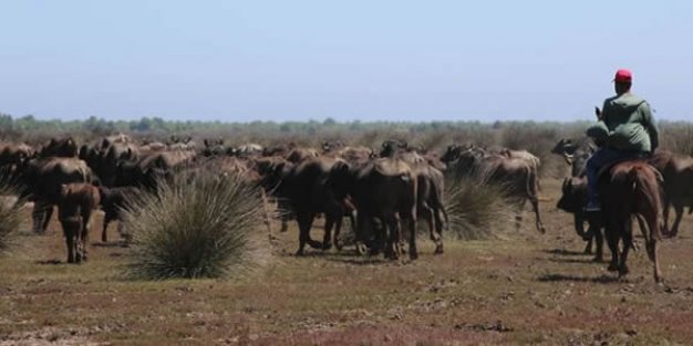 Delta’da Manda Salınım Festivali Gerçekleşti