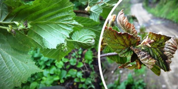Fındık Bahçelerini Zirai Dondan Korumak İçin Neler Yapılabilir