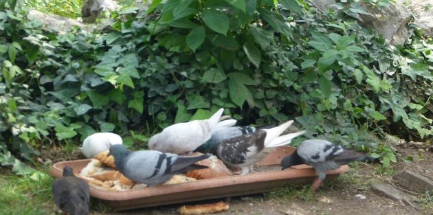 Güvercinlerin Yardımına Vatandaşlar Koşuyor