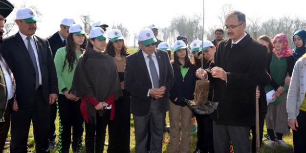 Harız Mahallesinde 6300 Dış Budak Fidanı Dikildi.