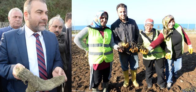 Isırgan, Karadeniz'de Ekonomiye Kazandırılacak