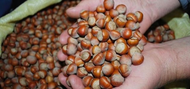 Kabuklu tombul fındığın kilogramı 13 liradan işlem gördü