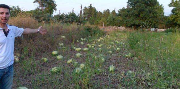 KARPUZ BOLLUĞU YÜZÜNDEN ÜRÜN TARLADA KALDI
