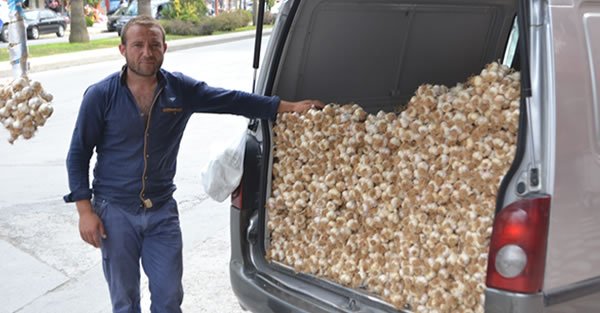 KASTAMONU SARIMSAĞI BAFRA’DA