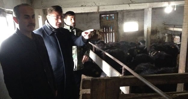 KAYMAKAM TÜRKEL'den MANDA ÇİFTLİĞİNDE İNCELEME