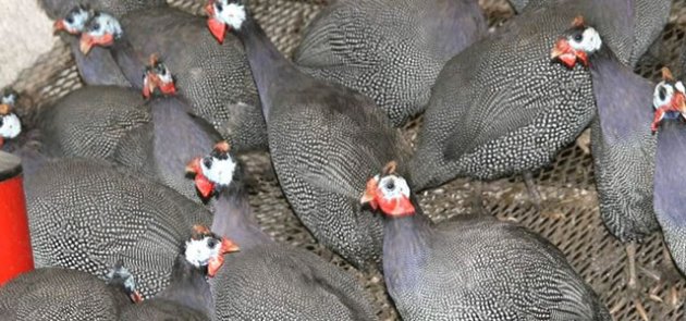 Keneye Karşı Beç Tavuğu