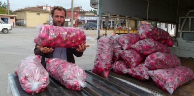 Kırmızı Turp Şifa Kaynağı