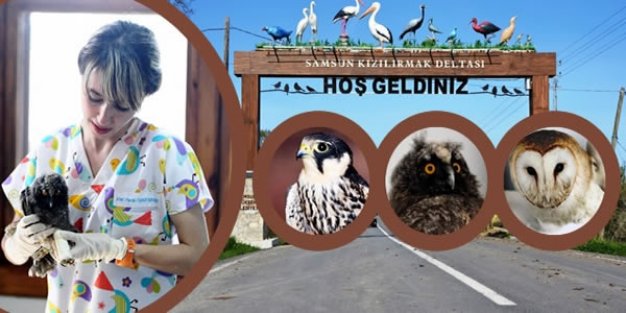 Kızılırmak Deltası'ndaki Klinikte 80 Göçmen Kuş Tedavi Edildi