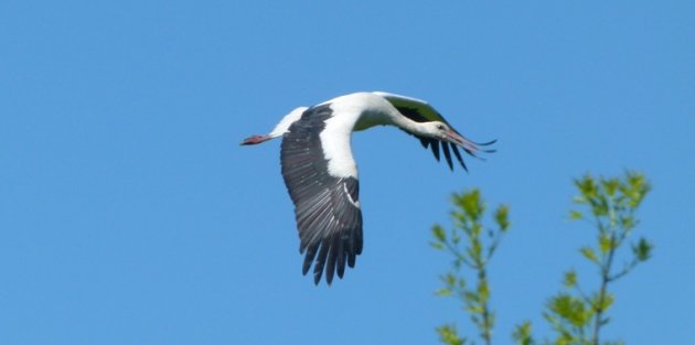 LEYLEKLERİN TERCİHİ BAFRA, ALAÇAM VE 19 MAYIS İLÇESİ