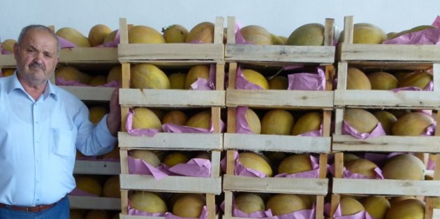 MARKETTE KİLOSU 2 TL’DEN SATILAN KAVUN TARLADA 20 KURUŞ