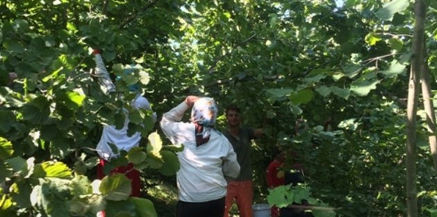 SAMSUN VE İLÇELERİNDE FINDIK TOPLAMA SEZONU BAŞLADI