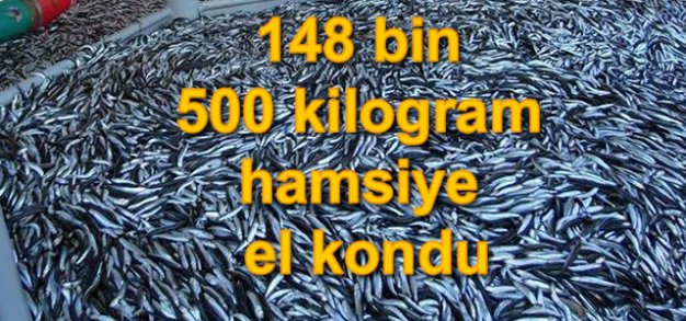 Samsun'da 148 bin 500 kilogram hamsiye el kondu