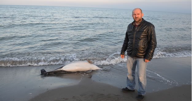 Samsun'da ölü yunus karaya vurdu