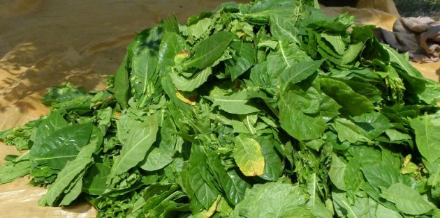 Samsun’da Tütün Üretimi Azaldı