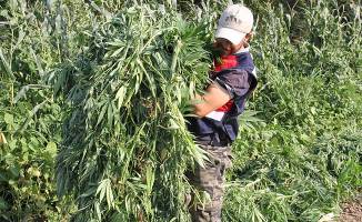 Bafra'da Uyuşturucu Operasyonu