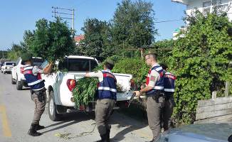 Bafra’da Esrar Operasyonu