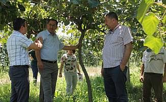 Bartın’da kivi yetiştiriciliği