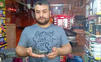 Çorum'da ebabil kuşu bulundu