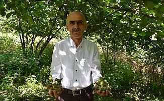 Fındıkta külleme hastalığı