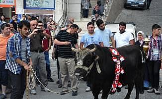 Şampiyon boğalar Artvin caddelerinde yürüdü
