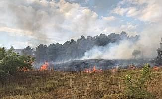 Sinop'ta orman yangını