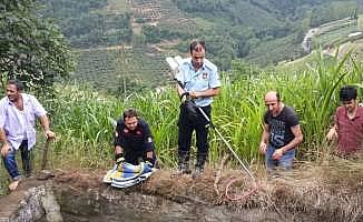 Su kuyusuna düşen karaca kurtarıldı