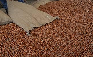 TMO üreticiden 6 bin ton fındık aldı