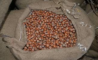 Türkiye 10 ayda 205 bin ton fındık ihraç etti