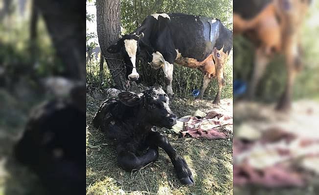 109 kiloluk buzağı sezaryenle alındı