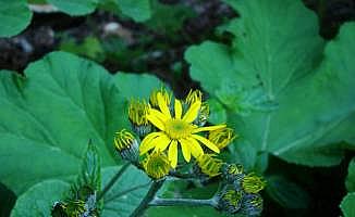 Bartın'daki lav sütunlarında endemik bitki türü keşfedildi