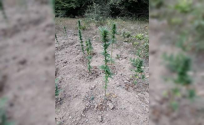 Kavak'ta 200 kök Hint keneviri ele geçirildi