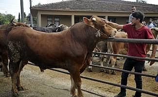 Kurbanlık tosun otomobille takas edildi