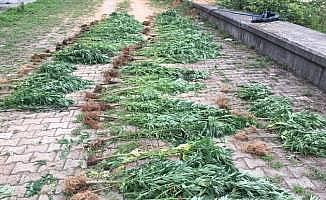 Rize'de uyuşturucu operasyonu