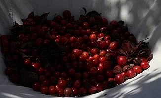 Sokaklardaki ağaçların meyveleri aşevinde ikram ediliyor