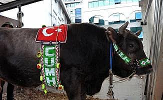 Türkiye Boğa Güreşleri Şampiyonasına doğru