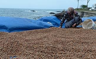 Üreticiler fındık fiyatından memnun değil