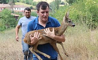 Yaralı karaca ve peçeli baykuş doğaya salındı