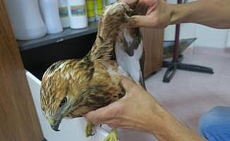 Yol kenarında bulunan atmaca koruma altına alındı