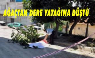 Ağaçtan düştü yaralandı