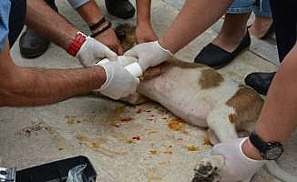 Aracın çarptığı yavru köpek tedavi altına alındı